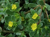 Портулак огородный