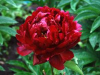 Травянистые пионы - уход и выкармливание