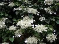 Гортензия черешковая Гортензия черешковая
