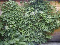 Гортензия черешковая Гортензия черешковая