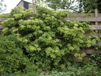 Гортензия черешковая Гортензия черешковая