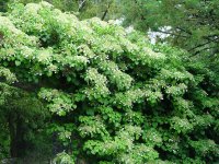 Гортензия черешковая Гортензия черешковая